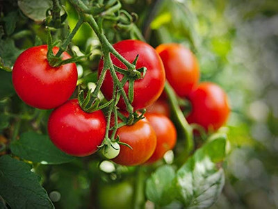 BDSresolve hybrid tomato seeds for plant/tomato seed 53 Seed(53 per packet)