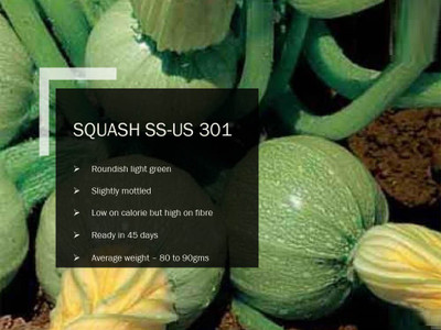 CYBEXIS SQUASH SS-PUAS-301 SEEDS(100 Seeds) Seed(100 per packet)