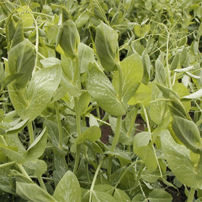 Qualtivate HYB-4A Pea - Usui Seed(200 per packet)