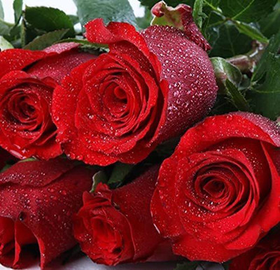 CYBEXIS VXI-36 - Rare Red Rose - (900 Seeds) Seed(900 per packet)