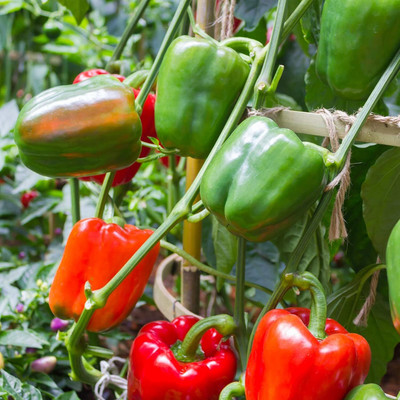 Qualtivate RES-8A Sweet Pepper Capsicum Seeds Seed(100 per packet)