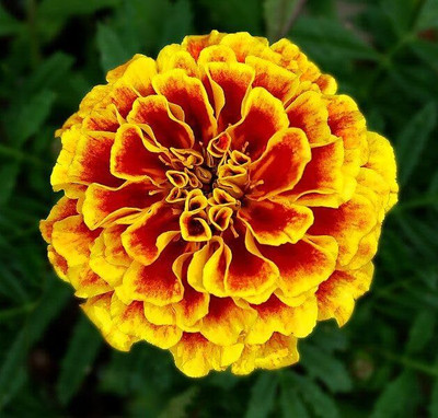 Aywal Marigold F2 Dwarf Double Orange Flower Seed(3 per packet)