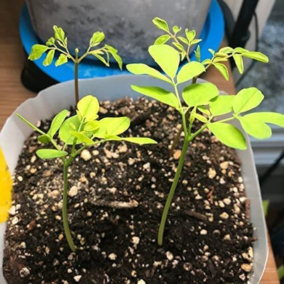 CYBEXIS XLL-1 - Organic Moringa |High Yield - (1350 Seeds) Seed(1350 per packet)