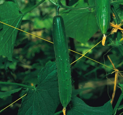 KNESSiN Cucumber Burpless Seed(200 per packet)