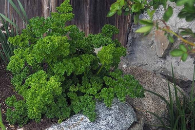 SOWCAN Forest Green Parsley Curled Leaf Seed(100 per packet)