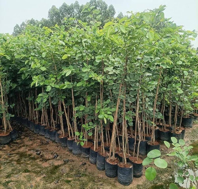 BDSresolve Red sandalwood tree seeds/Red chandan seeds 5 Seed(5 per packet)