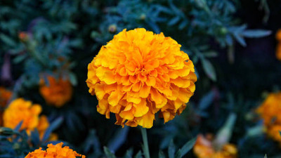 BAASF marigold/gende ka phool flower seeds Seed(75 per packet)