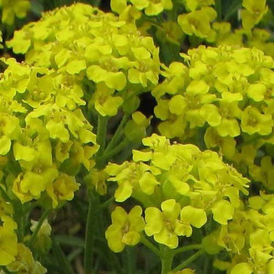 CYBEXIS Alyssum montanum 'Moutain Gold' Seed(50 per packet)