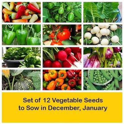 CYBEXIS Combo of 12 Vegetable Seeds to Sow in December, January Seed(10 g)