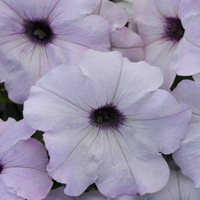 VibeX GBPUT-10 - Easy Wave Spreading Petunia Silver Flower - (60 Seeds) Seed(60 per packet)