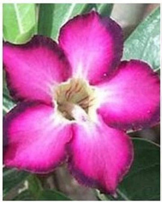 Qualtivate LX-238 Adenium obesum Mixed Colours Seed(30 per packet)