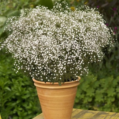 Aywal Gypsophila (Snow Flakes) Flower Seeds Ornamental Plant Flower Seed(40 per packet)