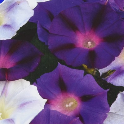 Qualtivate LX-108 MORNING GLORY IPOMOES INKSPOTS FLOWER SEEDS Seed(50 per packet)