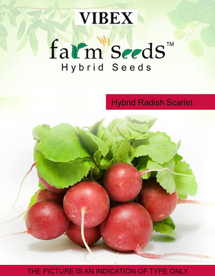 WILLVINE Hybrid Radish Scarlet Globe Seeds-(2000 Seeds) Seed(2000 per packet)