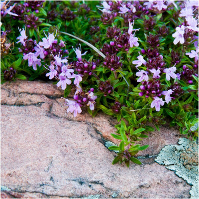 Qualtivate RES-3A Mother of Thyme/Creeping Thyme Seed(50 per packet)