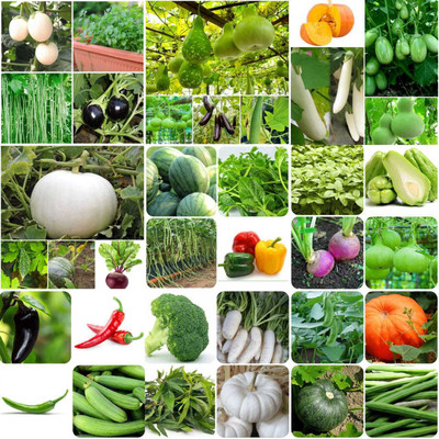 Pbevergreen 40 Variety Summer Vegetable Seeds Hybrid Seed(2500 per packet)