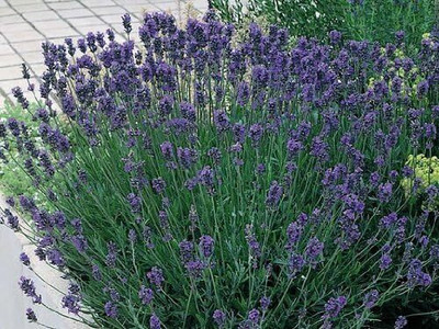 WILLVINE English Lavender Angustifolia 'Munstead'-[100 Seeds] Seed(100 per packet)