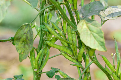 Oliver CLUSTER BEANS SEEDS Seed(11 per packet)