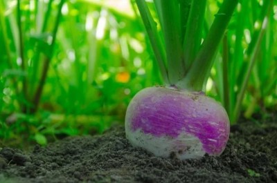 Quentova Turnip Shalgam White Purple-VISHVA-5F Seed(200 per packet)