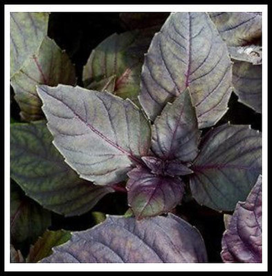 VibeX ® XXL-90 Herb Basil Red Rubin Seed(1000 per packet)