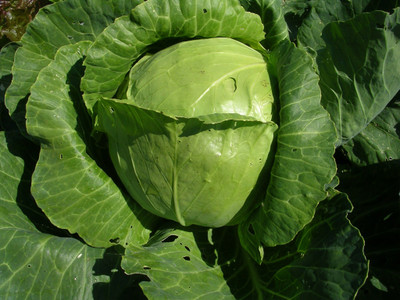 XOLDA Organic Cabbage Seed(15 per packet)
