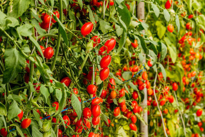 NATURE FARM tomato Seed(145 per packet)