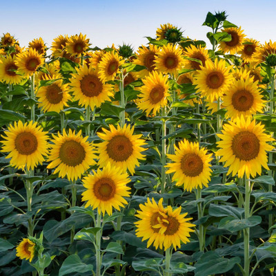 abiswas 580 Hybrid Sunflower Seed (Surajmukhi) For Home Gardening Seed(580 per packet)