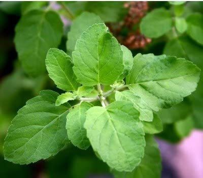 Aywal Tulsi Herb Green Seed(45 per packet)