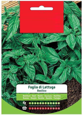 Qualtivate GBPUT-29 Lettuce Leaf Basil Seeds Seed(1000 per packet)