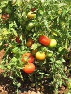 SM Exports Tomato - Arka Meghali Tomato vegetable seeds, pack of 2000 seeds. Seed(2000 per packet)