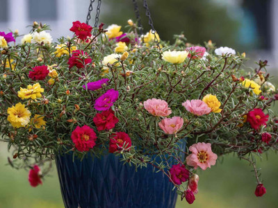 Lorvox Portulaca seeds all colours bij Seed(20 per packet)