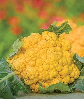 KNESSiN Flame Star Cauliflower Seed(1250 per packet)