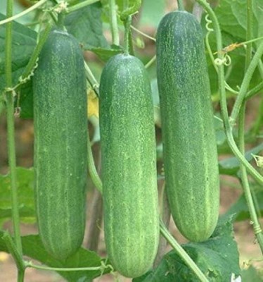 SUAA Cucumber, Khira Seed(67 per packet)