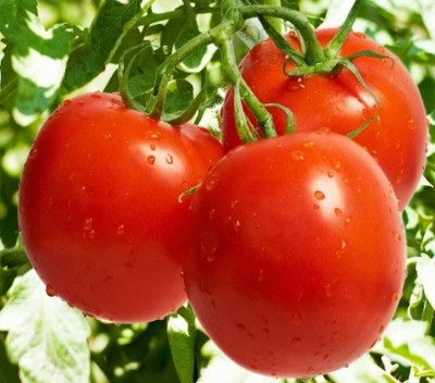 Kofy Tomato Seed(25 per packet)