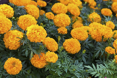 the green dotcom African Marigold Flower Seed(500 per packet)