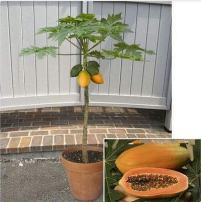 jkfarm Papaya, Pepe Seed(64 per packet)