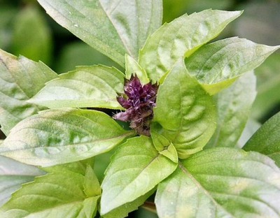Qualtivate Licorice Basil Seeds Seed(1000 per packet)