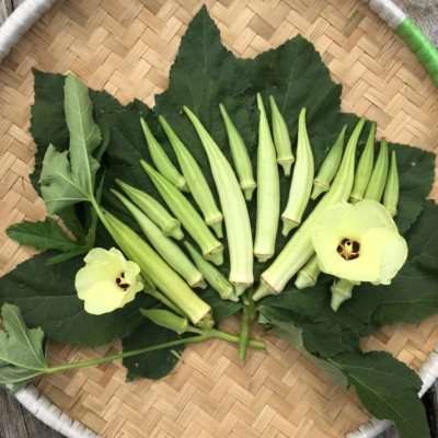 Qualtivate HYB-2A White Okra (Benda) Desi Vegetable Seeds Seed(350 per packet)