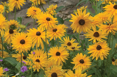 Qualtivate NDIR-60 Fresh Double Gold Gloriosa Daisy Seeds Seed(50 per packet)
