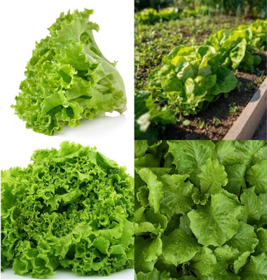 ibains Romaine lettuce seeds beej 13 Seed(13 per packet)