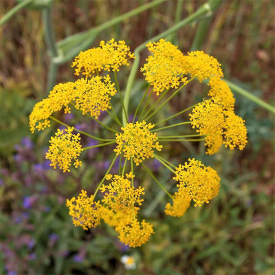 VibeX Organic Florence Fenne Seed(250 per packet)