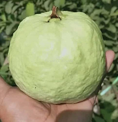 ibains Thailand guava seven seed Seed(67 per packet)