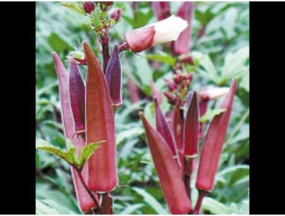 Aywal Vegetable Planting Seeds Red Ladies Finger/Bhindi/Okra Seed(100 per packet)