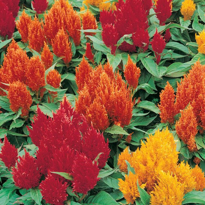 ZIXA CELOSIA DWARF MIXED(celosia argentea) Seed(100 per packet)