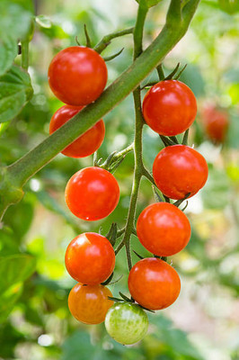 BrijBooti tomato Seed(90 per packet)