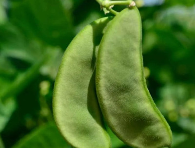 WATIKA Lima beans (Phaseolus lunatus) Sem Phali Seed(80 per packet)