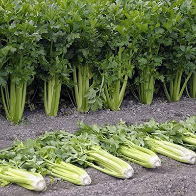 CYBEXIS VXI-19 - Celery Utah Tall - (250 Seeds) Seed(250 per packet)