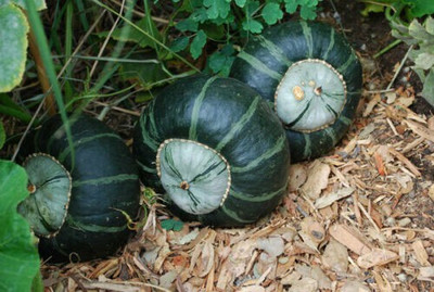 Farmonix Buttercup Squash Seeds |Green Pumpkin Seed(2000 per packet)