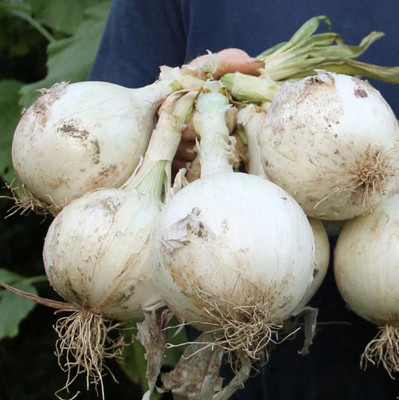KANAYA Onion White Kanda Vegetable Seed(20 per packet)