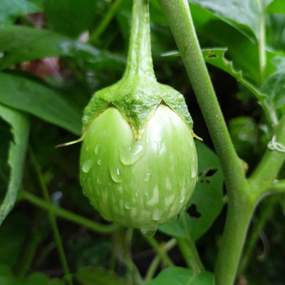 BHUSAN brinjal seeds / brinjal seeds 20 Seed(20 per packet)